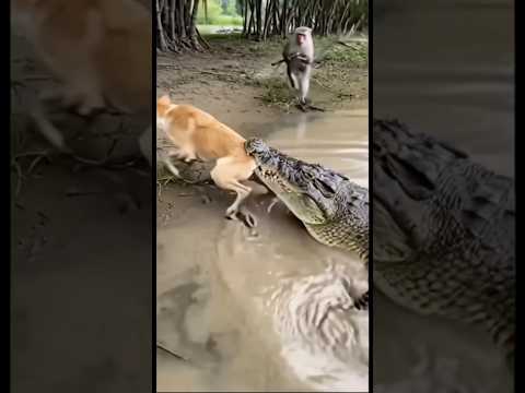 Monkey Saves Dog from Crocodileโs Jaws #monkey #ai #shorts