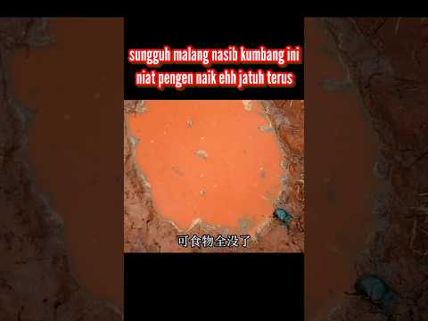 sungguh malang nasib kumbang ini