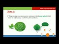 Photosynthesis and Plant Functions