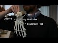 Foot Anatomy and Function Assessment