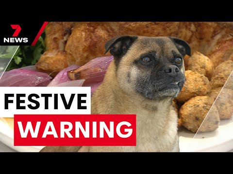 How not to celebrate Christmas with your pet pooch | 7NEWS