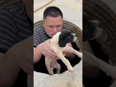 selalu ad kesempatan ke dua #animalrescue #wildliferescue #animals #animallover #dog #anjing