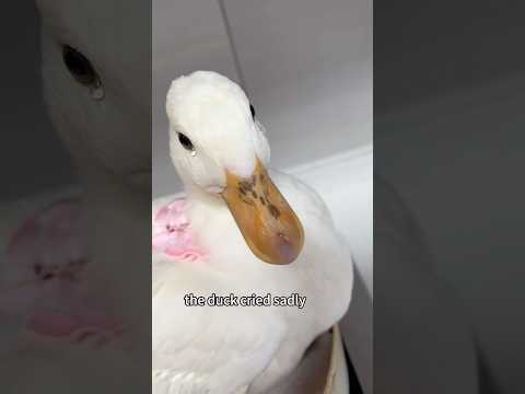 An outcast duck finds a lifelong mate #shorts #duck #cow #animals #heartwarming #love #cute #pet