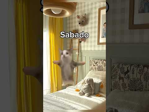 Días de la semana  #gatoslindos #comedia #gatos