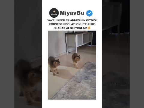 Yavru KEDİLER Annesine GARD Alıyor 😳 #catshorts #kedi #kedishorts #cat #shorts #kedivideoları #cats