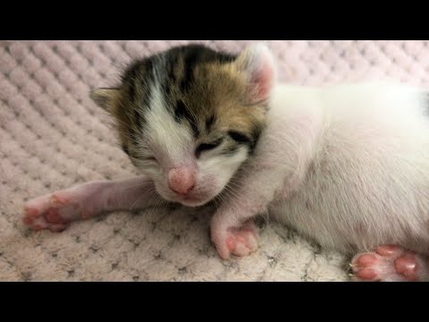 Bebek Kedinin Uyuma Çabası 🥹 Bakın Nasıl Uyudu? Sevimli Yavru Kediler, Küçük Kediler, Kedi Videoları