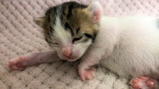 Bebek Kedinin Uyuma Çabası 🥹 Bakın Nasıl Uyudu? Sevimli Yavru Kediler, Küçük Kediler, Kedi Videoları