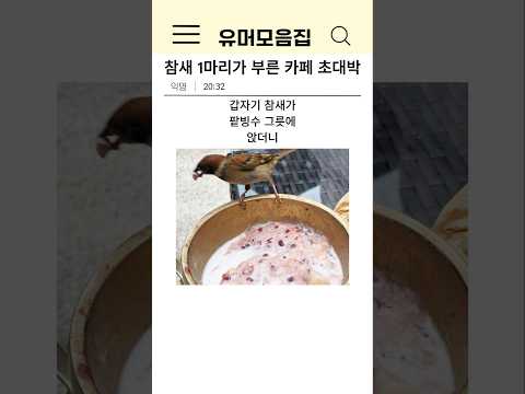 참새 1마리가 부른 카페 초대박ㅋㅋ