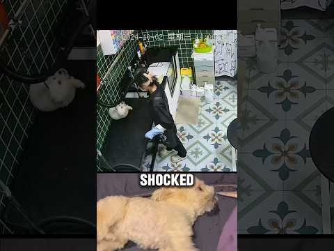 When Stress Turns Deadly: A Groomer's Delayed Reaction