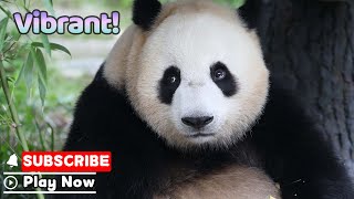 【Life Of Returnee Pandas】Episode 46 Sheng Yi, The Sunny And Sporty Girl | iPanda