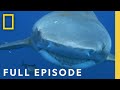 Understanding Shark Behavior and Boat Interactions