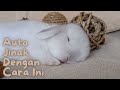 Rabbit Care and Training Essentials
