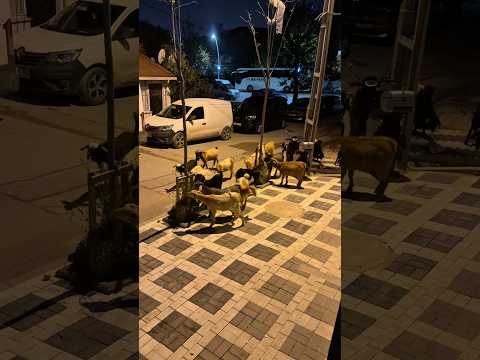 Siz keçileri seviyor musunuz? #shortvideo #gaming #shortvideos #shorts ￼