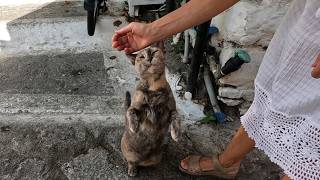 Cat with a wonderful fur asks us for food with her incredibly cute meows