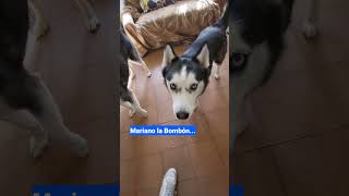 cuando no entiendes qué dice tu perro 🤣