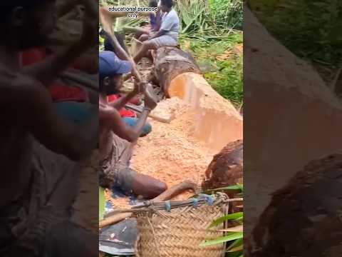 গাছের পোকা থেকে জেলি তৈরি! Making jelly from tree insects