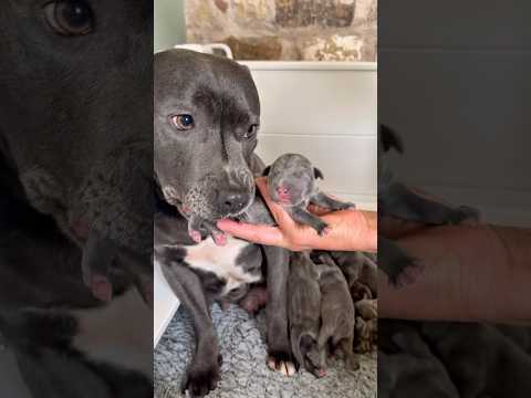 Our beautiful Petra & her gorgeous litter of blue staffy pups. #puppylove #puppycare