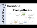 Carnitine Biosynthesis and Function