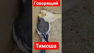 #birds #parrot #попугай #cockatiel #shorts #shortvideo #short #youtube #youtubeshorts #comedy #love