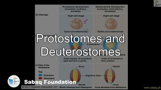 Protostomes versus Deuterostomes