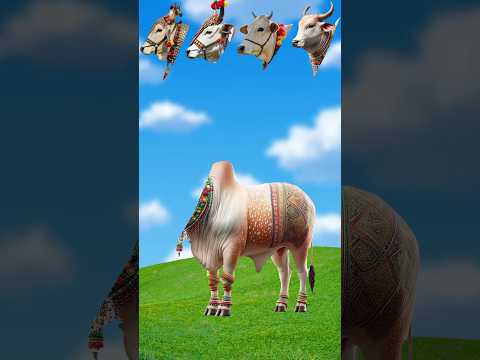 Bull 🐂 Qurbani Mubarak #shorts