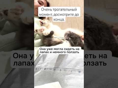 Кошке дали вторую жизнь 🧬