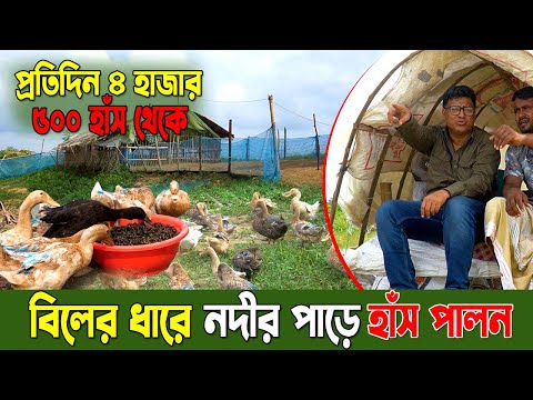 উন্মুক্ত পদ্ধতিতে হাঁস পালন করে মাসে আয় করছেন 120 হাজার টাকা। Hash palon। Duck farm in Bangladesh