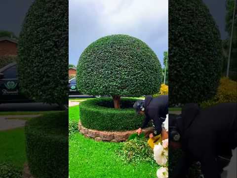 This guy cut the grass (PT3) #shorts #youtubeshorts #shortsfeed #viralvideo #viralshort