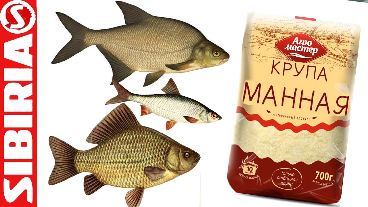 Супер манка для рыбалки уловистая манка на карася, леща, сороги, плотвы и белой рыбы просто и бысто