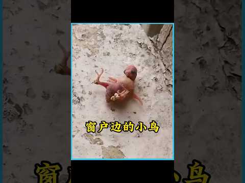 大叔在窗边捡到一只奄奄一息的幼鸟，将丑鸟养大后竟收获意外惊喜 #神奇的动物 #万物皆有灵 #鹦鹉