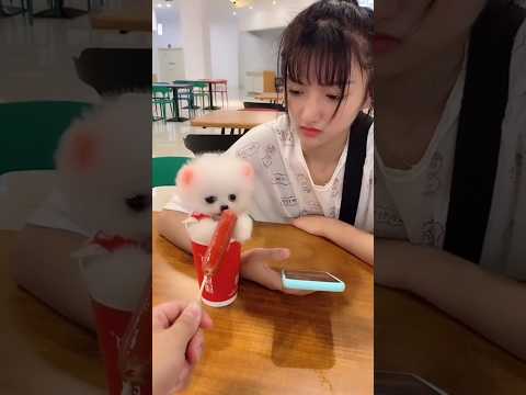 🥰🐶दीदी प्यारे पप्पी को देखकर लॉलीपॉप खिलाने लगीं#shortvideo #trendingpuppy #cutepuppy