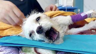 Thrown Down by His Owner, He Howled in Pain for 3 Days—Ray’s Journey from Pain to Hope!