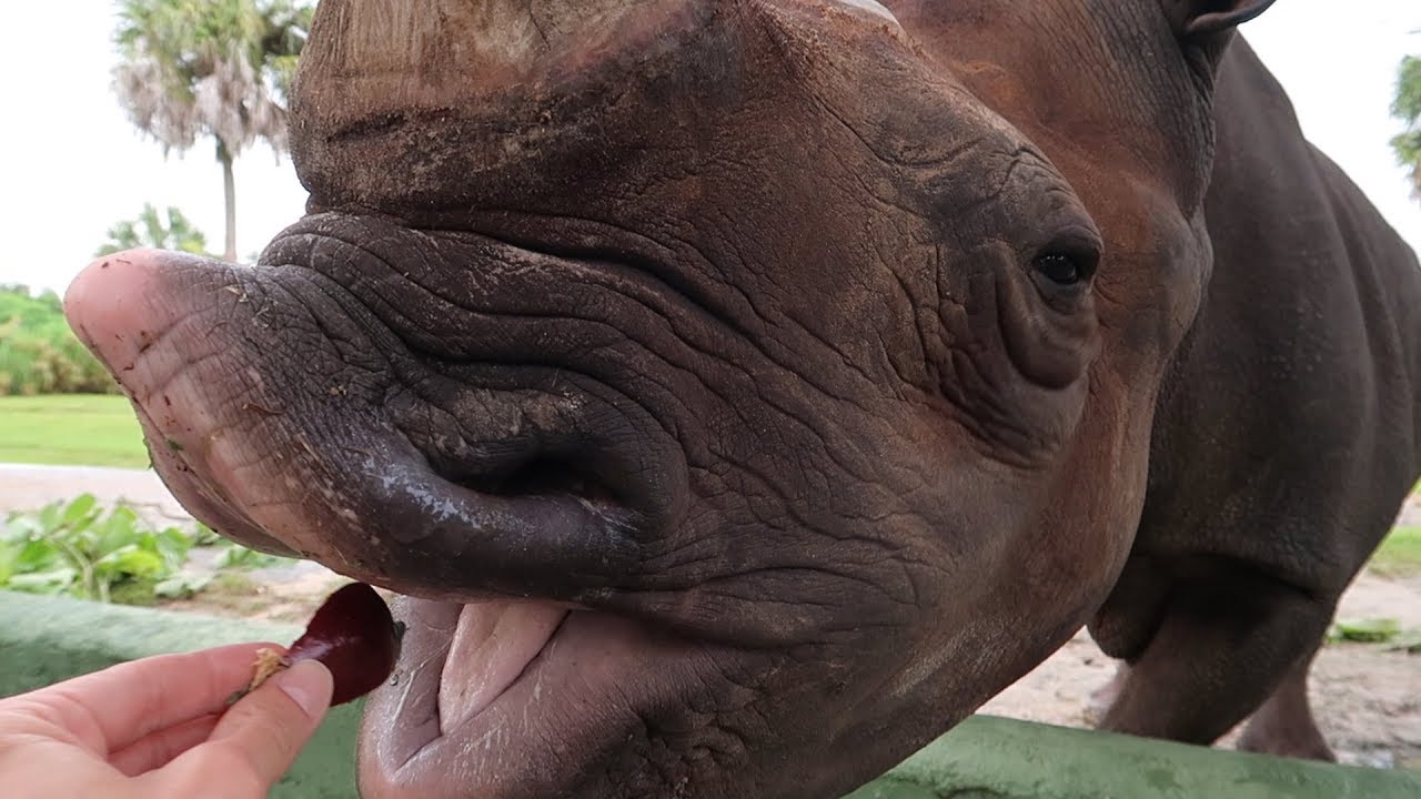 Feeding A Rhinoceros At Busch Gardens Tampa Florida! NEW Up Close Animal Encounter Tours! The Tim Tracker
