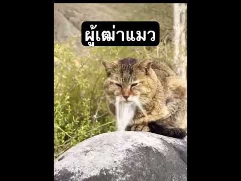 หลับนานไปหน่อย #ทาสเเมว