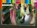 Insectivorous Plants and Their Mechanisms