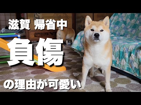 滋賀県帰省中に起きた負傷。賢く慎重な柴犬が怪我をした理由は？