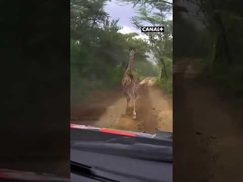 DES GIRAFES SUR LA PISTE 🦒😱 #wrc #rallye #giraffe