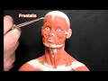 Human Muscle Anatomy and Functions