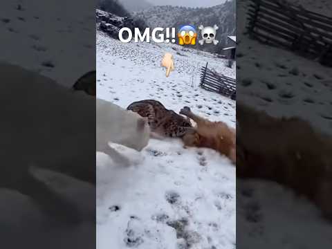 The lynx attack was blocked by the DogoArgentino.#lynx #dogoargentino #shorts