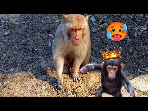 monkey ki hansi ki video 🤣 monkey hansi majak video 😆monkey ki hasi majak wali video #monkeyvideo 🐒🤣