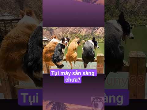 Chung đường nhưng ngược hướng 😂 #shorts #funny #pets #dog