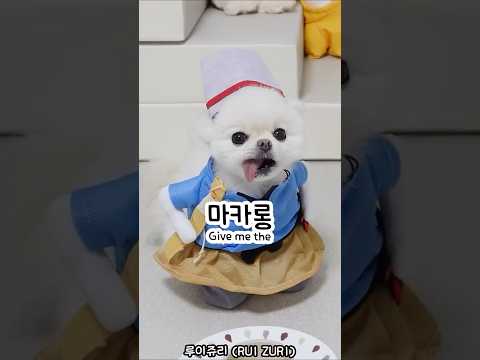 쥬리 대령숙수 등장! 아니, 이 맛은⁉️ ❤️ (쥬리) #강아지 #dog #puppy