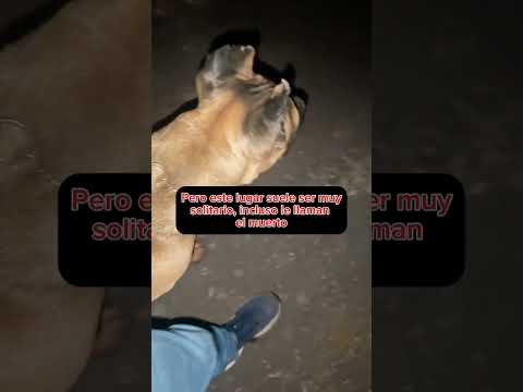 Por pasear a mis perros a las 12 am me llevé el susto de mi vida 😱 #perros #canecorso #terror