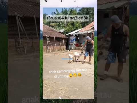 tak tau di untung