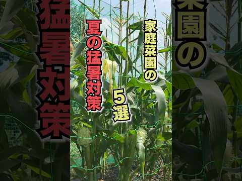 家庭菜園の夏の猛暑対策5選 #家庭菜園 #ミニトマト栽培 #水やり
