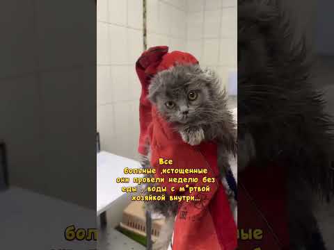 У нас сос 🆘 2202200387622812 сбер или по +79154435033 сбер/альфа/тбанк