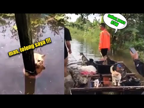 Momen Haru Penyelamatan Kucing dari Banjir: Bikin Hati Meleleh