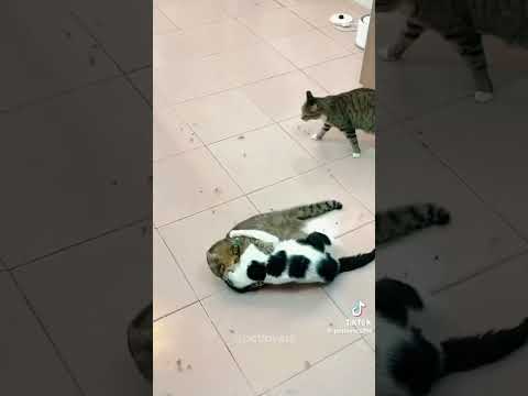 Cats vs Cats