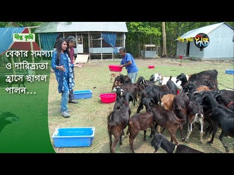 Deepto Krishi/দীপ্ত কৃষি - বেকার সমস্যা ও দারিদ্র্যতা হ্রাসে ছাগল পালন | ফরিদপুর | deeto tv