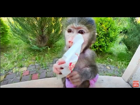 Ангелина и Люся открывают и лакомятся ВАШИМИ ПОДАРКАМИ, ДРУЗЬЯ!